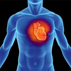 cardiologia - Cardiologia