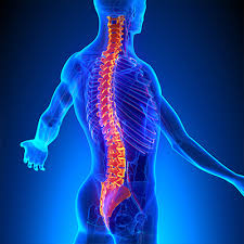 colonna vertebrale - Neurochirurgia
